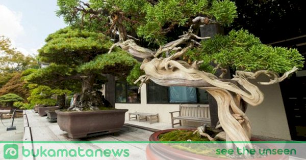 Detail Bonsai Mahal Di Indonesia Nomer 17