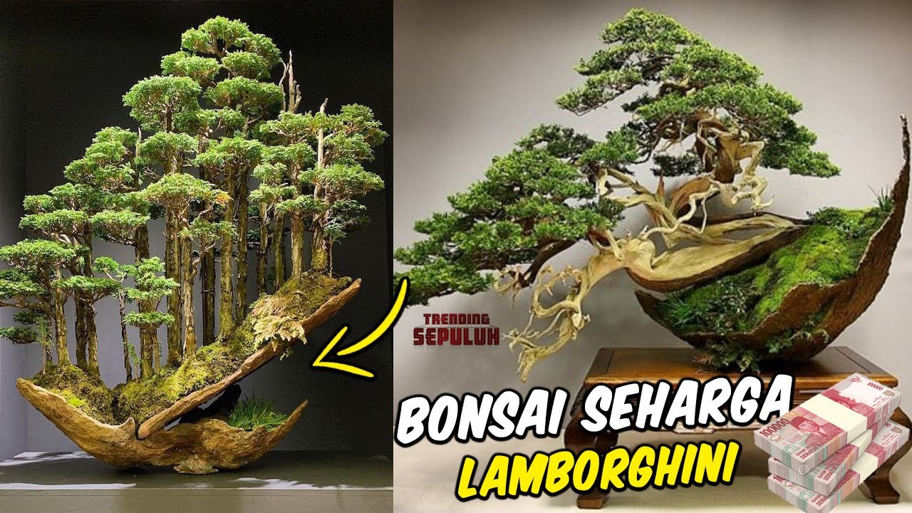 Detail Bonsai Mahal Di Indonesia Nomer 18