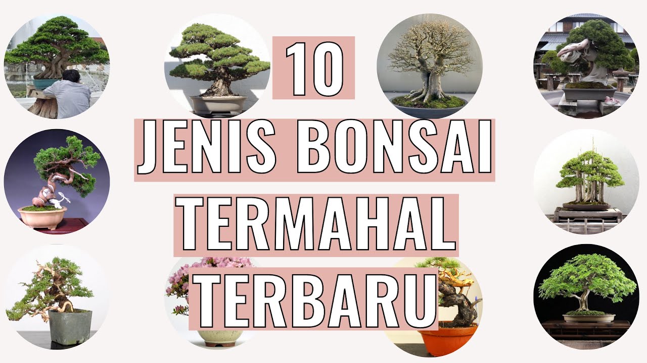 Detail Bonsai Mahal Di Indonesia Nomer 23