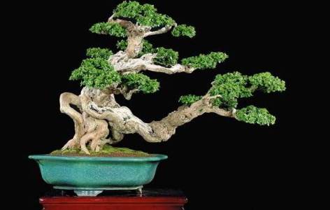 Detail Bonsai Mahal Di Indonesia Nomer 34