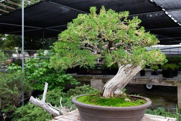 Detail Bonsai Mahal Di Indonesia Nomer 39