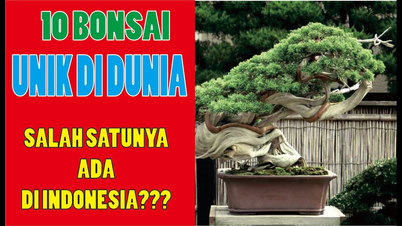 Detail Bonsai Mahal Di Indonesia Nomer 47