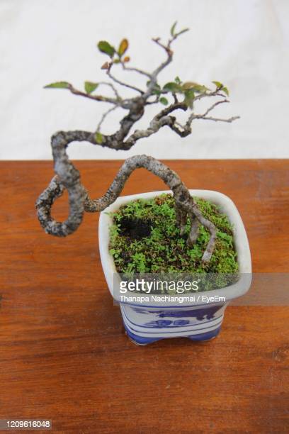 Detail Bonsai Mame Gallery Nomer 34