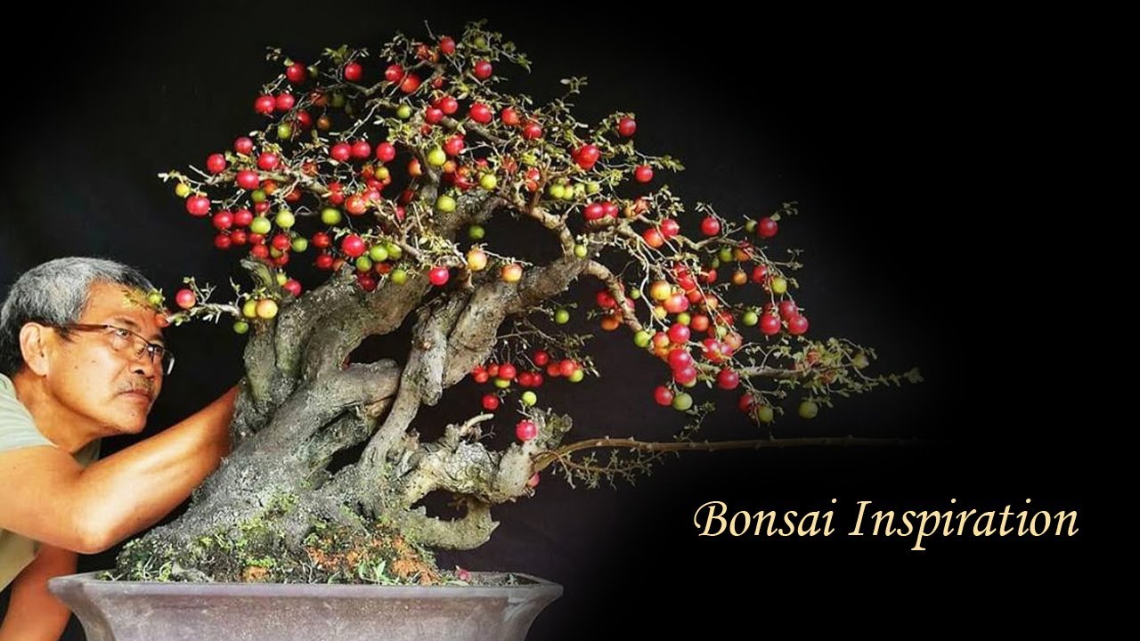 Detail Bonsai Mame Gallery Nomer 38