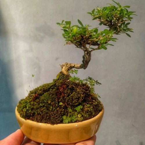 Detail Bonsai Mame Gallery Nomer 44