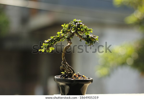 Detail Bonsai Mame Gallery Nomer 6