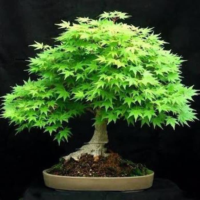 Detail Bonsai Maple Di Indonesia Nomer 2