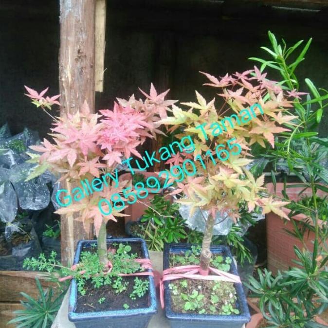 Detail Bonsai Maple Di Indonesia Nomer 26