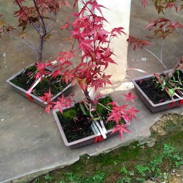 Detail Bonsai Maple Di Indonesia Nomer 6