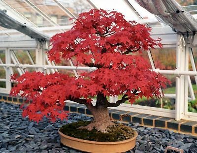 Bonsai Maple Jepang - KibrisPDR