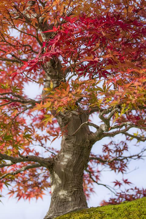 Detail Bonsai Maple Jepang Nomer 2