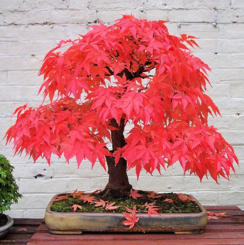 Detail Bonsai Maple Jepang Nomer 10