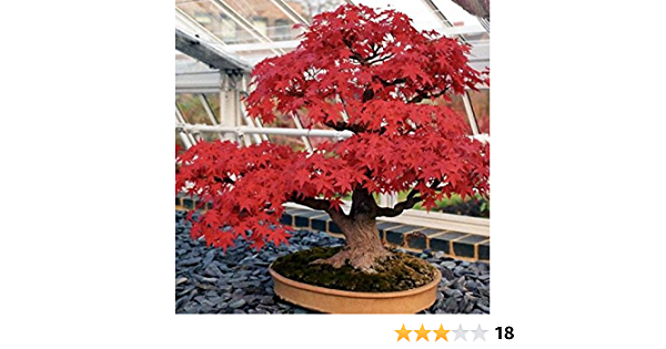 Detail Bonsai Maple Jepang Nomer 12