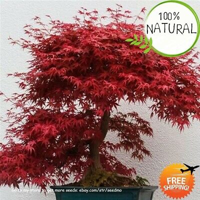 Detail Bonsai Maple Jepang Nomer 13