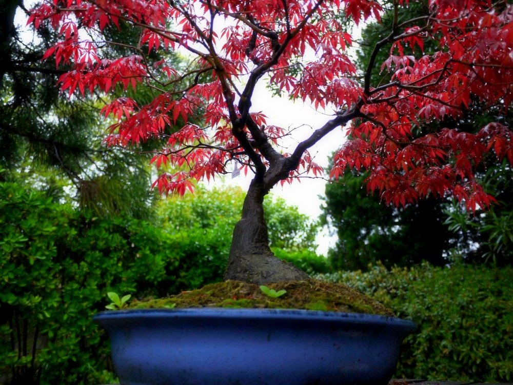 Detail Bonsai Maple Jepang Nomer 15