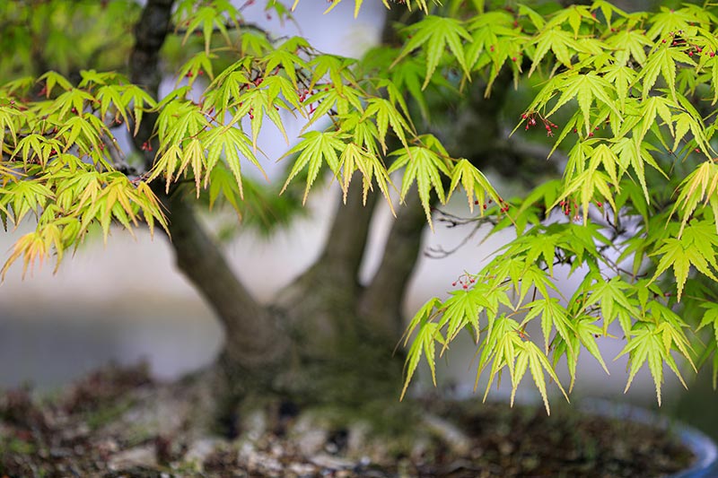Detail Bonsai Maple Jepang Nomer 17