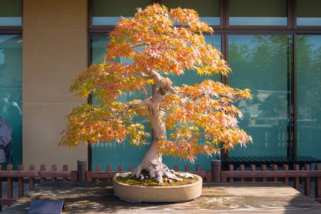Detail Bonsai Maple Jepang Nomer 18