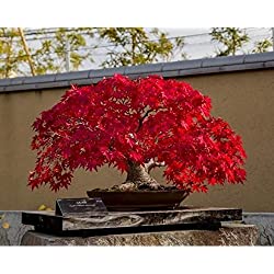 Detail Bonsai Maple Jepang Nomer 19
