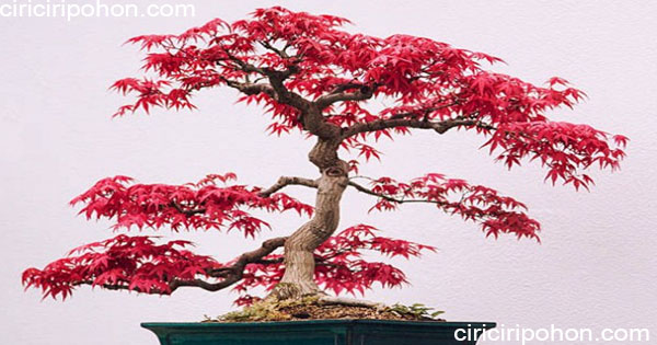 Detail Bonsai Maple Jepang Nomer 21