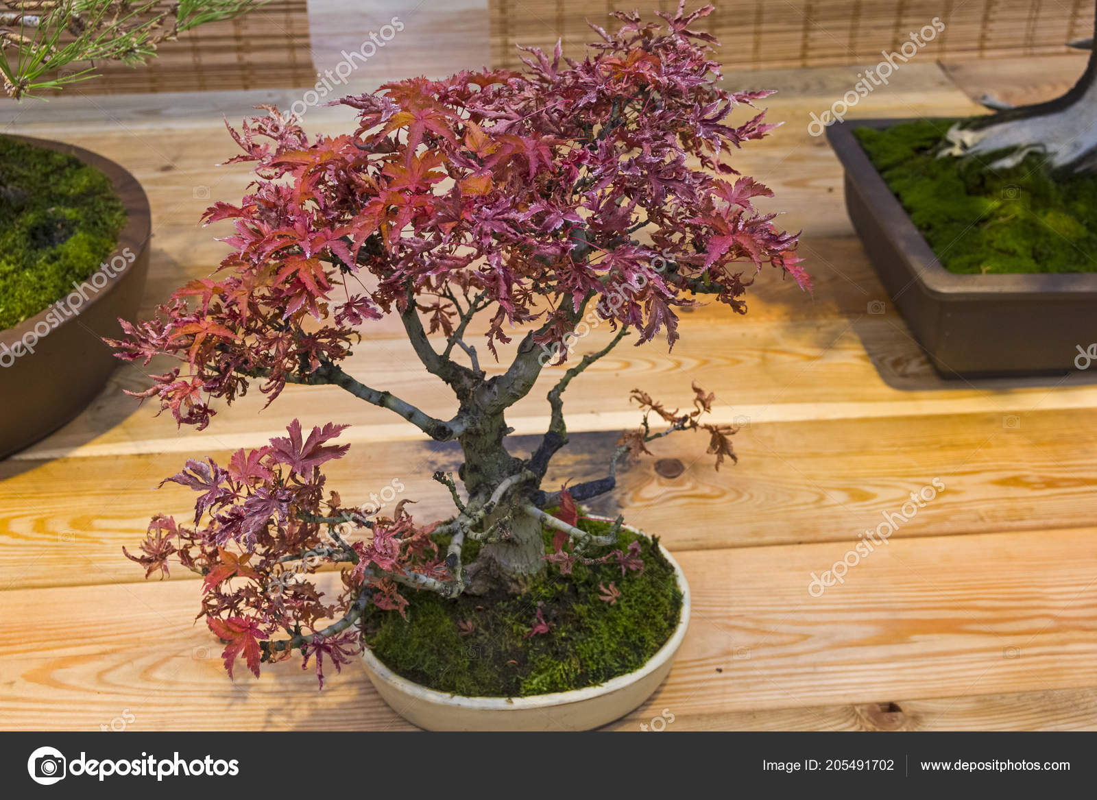 Detail Bonsai Maple Jepang Nomer 23