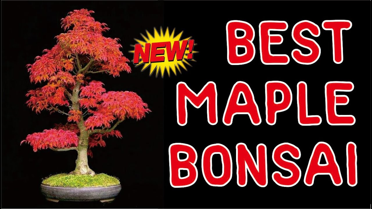 Detail Bonsai Maple Jepang Nomer 24