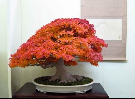 Detail Bonsai Maple Jepang Nomer 27