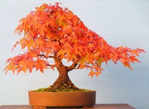 Detail Bonsai Maple Jepang Nomer 4