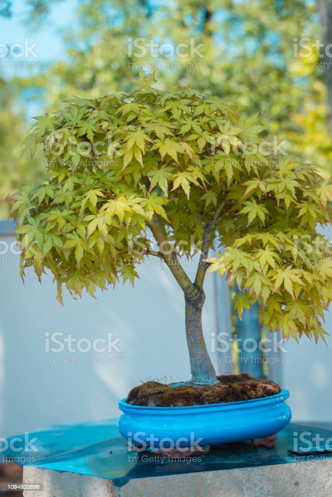 Detail Bonsai Maple Jepang Nomer 29