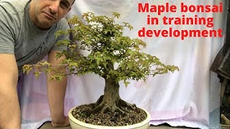 Detail Bonsai Maple Jepang Nomer 30