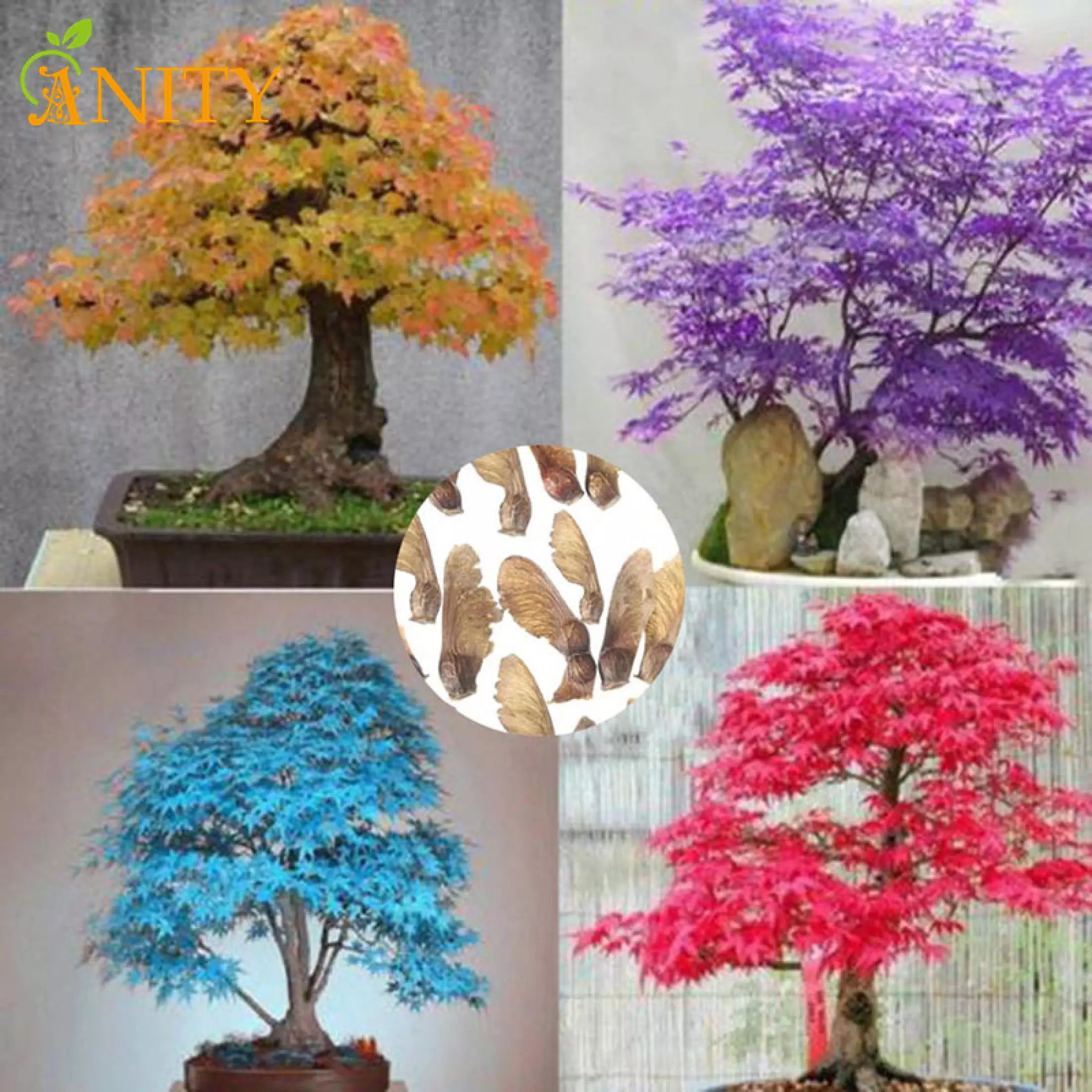 Detail Bonsai Maple Jepang Nomer 31
