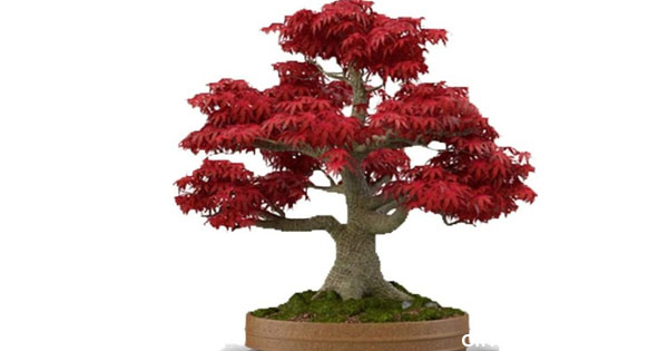 Detail Bonsai Maple Jepang Nomer 32