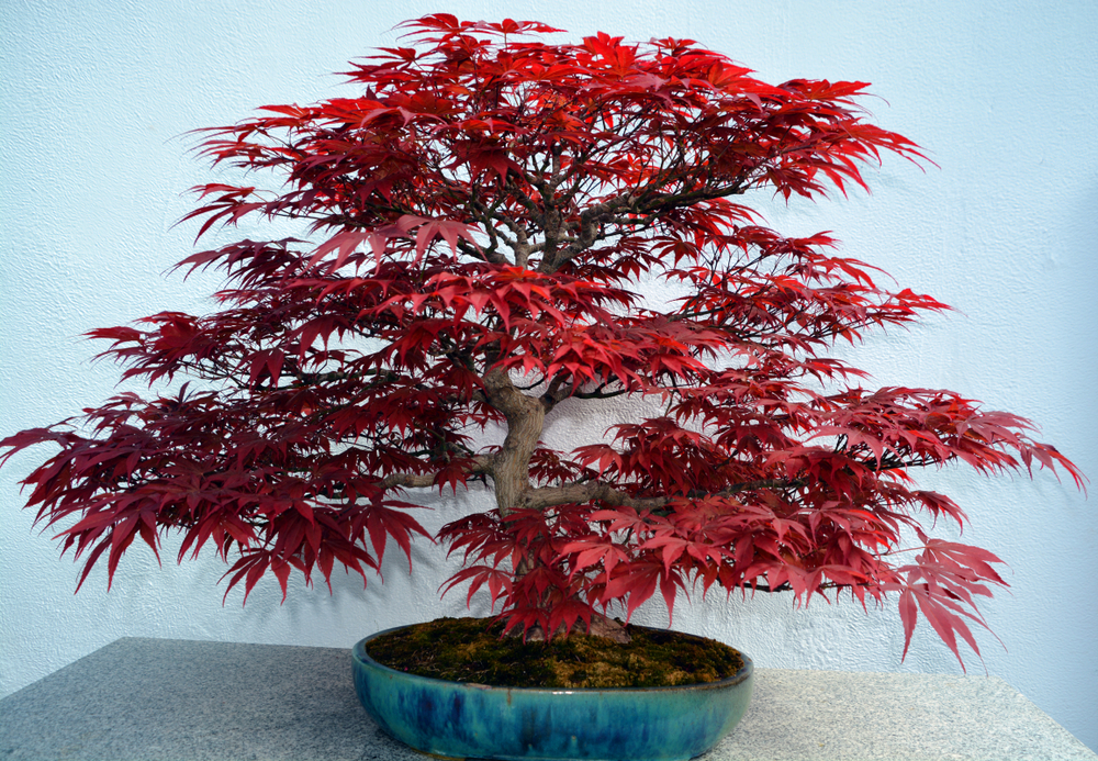 Detail Bonsai Maple Jepang Nomer 34