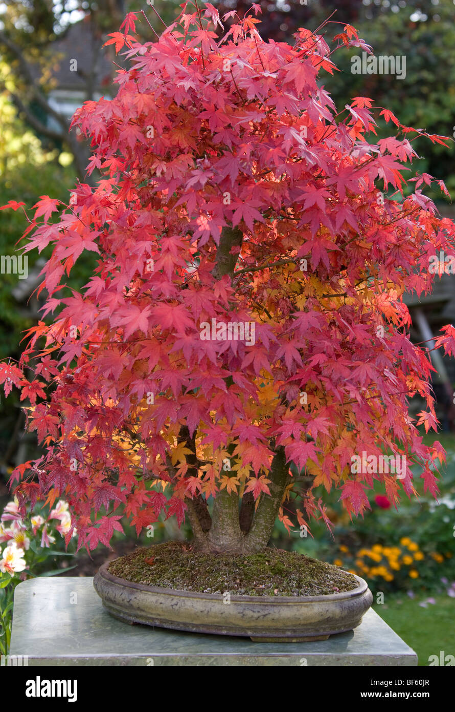 Detail Bonsai Maple Jepang Nomer 35