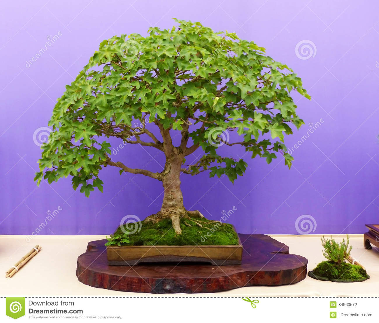 Detail Bonsai Maple Jepang Nomer 36