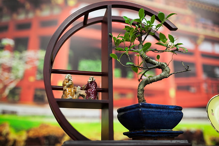 Detail Bonsai Maple Jepang Nomer 37