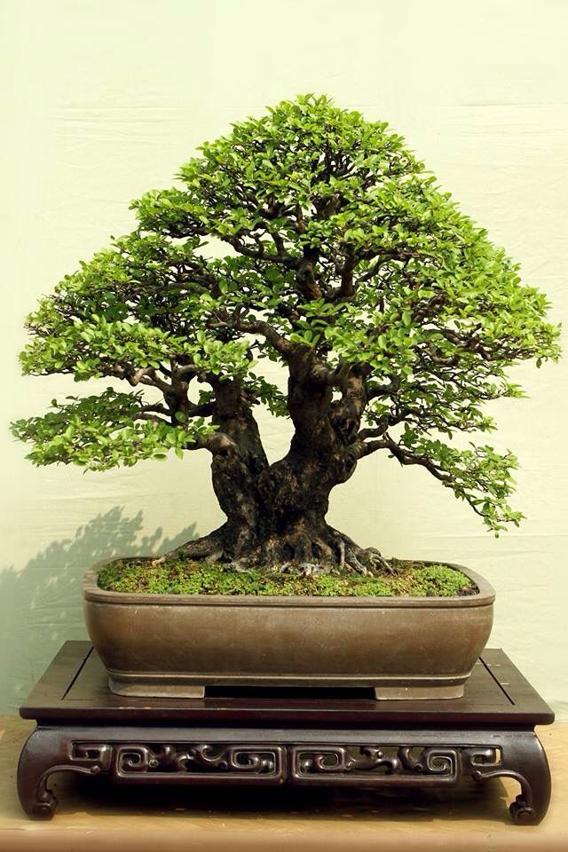 Detail Bonsai Maple Jepang Nomer 38