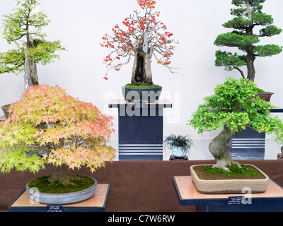 Detail Bonsai Maple Jepang Nomer 39
