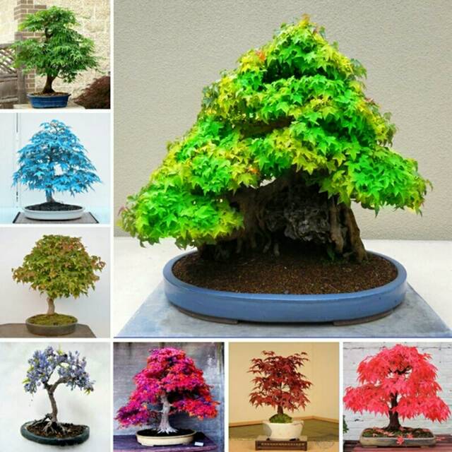 Detail Bonsai Maple Jepang Nomer 40