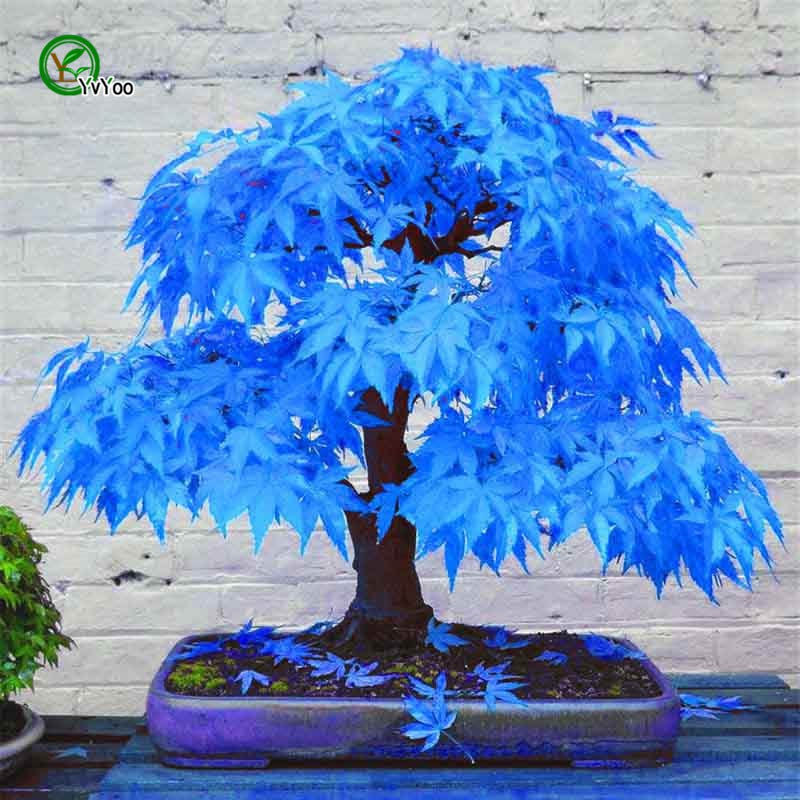 Detail Bonsai Maple Jepang Nomer 41