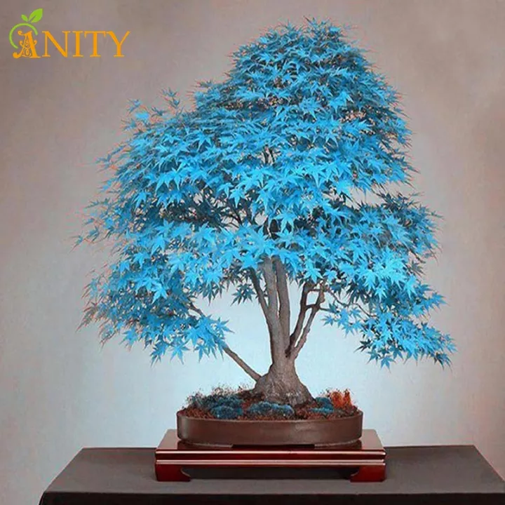 Detail Bonsai Maple Jepang Nomer 42