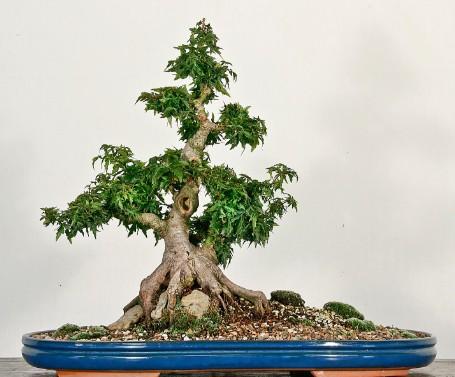 Detail Bonsai Maple Jepang Nomer 43
