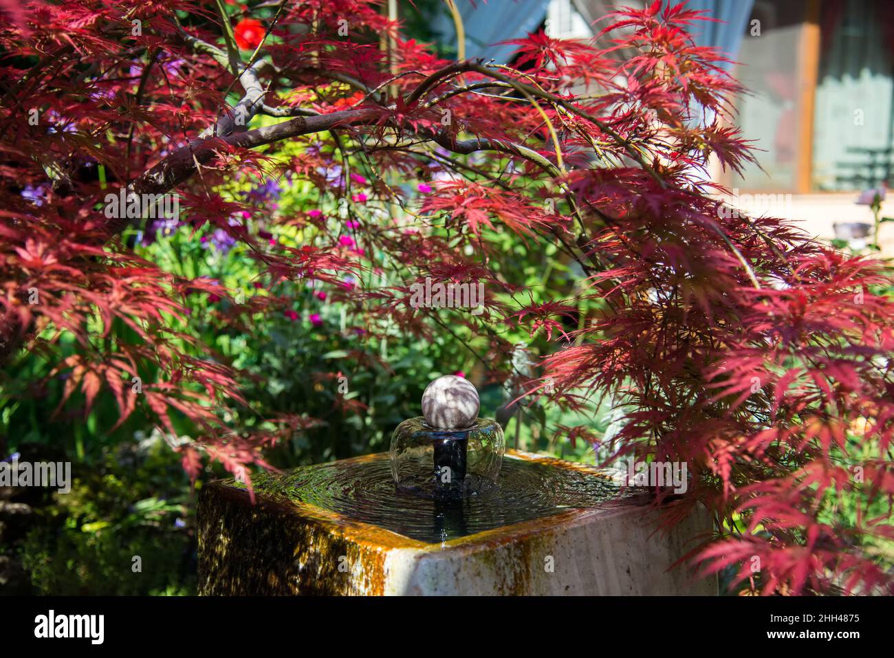 Detail Bonsai Maple Jepang Nomer 44