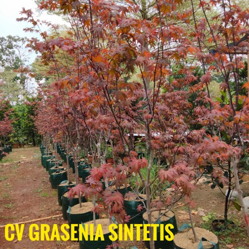 Detail Bonsai Maple Jepang Nomer 46