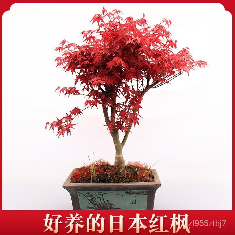 Detail Bonsai Maple Jepang Nomer 47