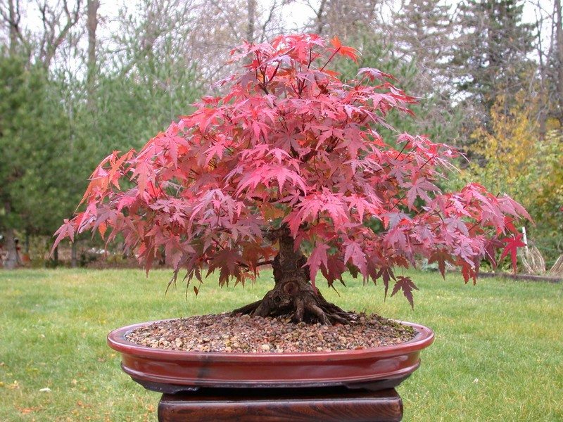 Detail Bonsai Maple Jepang Nomer 5