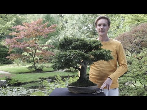 Detail Bonsai Maple Jepang Nomer 48