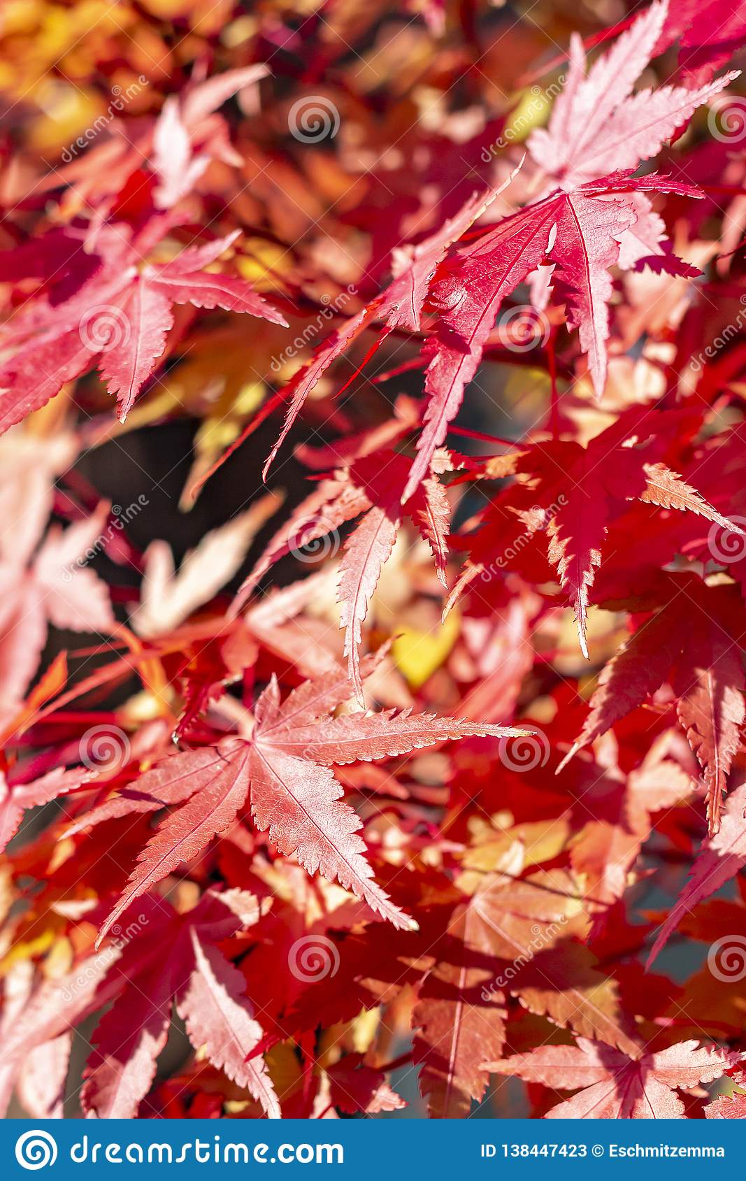 Detail Bonsai Maple Jepang Nomer 50