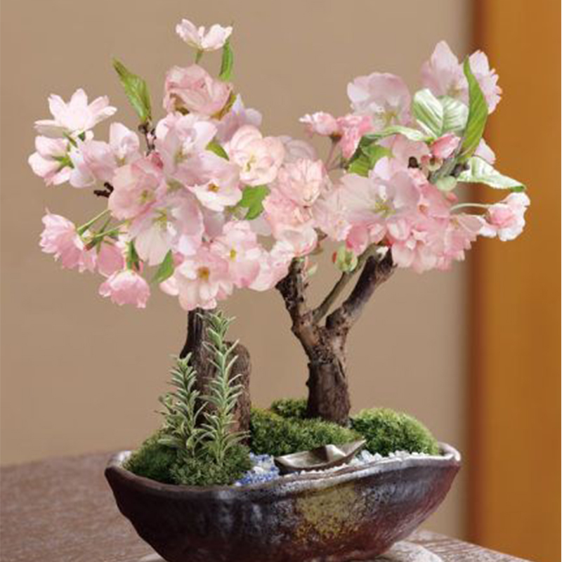 Detail Bonsai Maple Jepang Nomer 51
