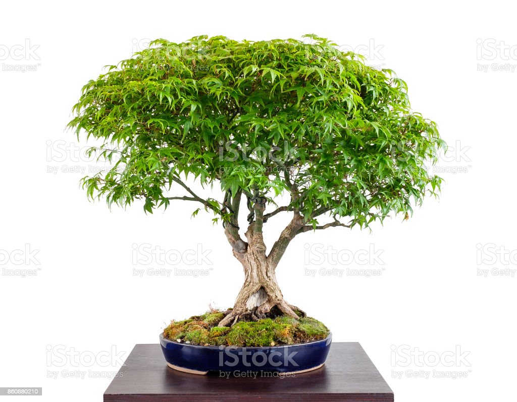 Detail Bonsai Maple Jepang Nomer 52