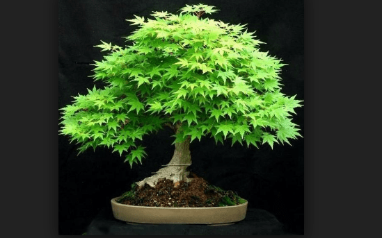 Detail Bonsai Maple Jepang Nomer 54
